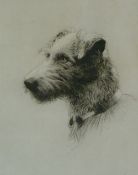 HARRY GOFFEY (1871-1951) ARTIST SIGNED ETCHING Head study of a Lurcher ""Cats!"" Signed  11 ½"" x 8