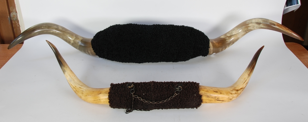 TWO PAIRS OF BOVINE HORNS. 51"" and 34"" (129.6cm and 86.4cm) wide