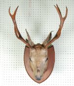 STAG`S HEAD mounted on an oak shield shaped plaque, 33"" (83.8cm) high, overall