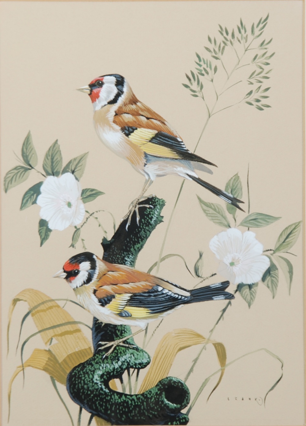 CRANK (TWENTIETH CENTURY) PAIR OF WATERCOLOUR DRAWINGS ON COLOURED PAPER Studies of Birds, `Mistle