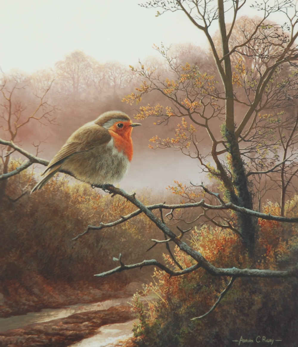 ADRIAN C. RIGBY GOUACHE DRAWING Robin Signed 12" x 10 ½" (30.5cm x 26.6cm)