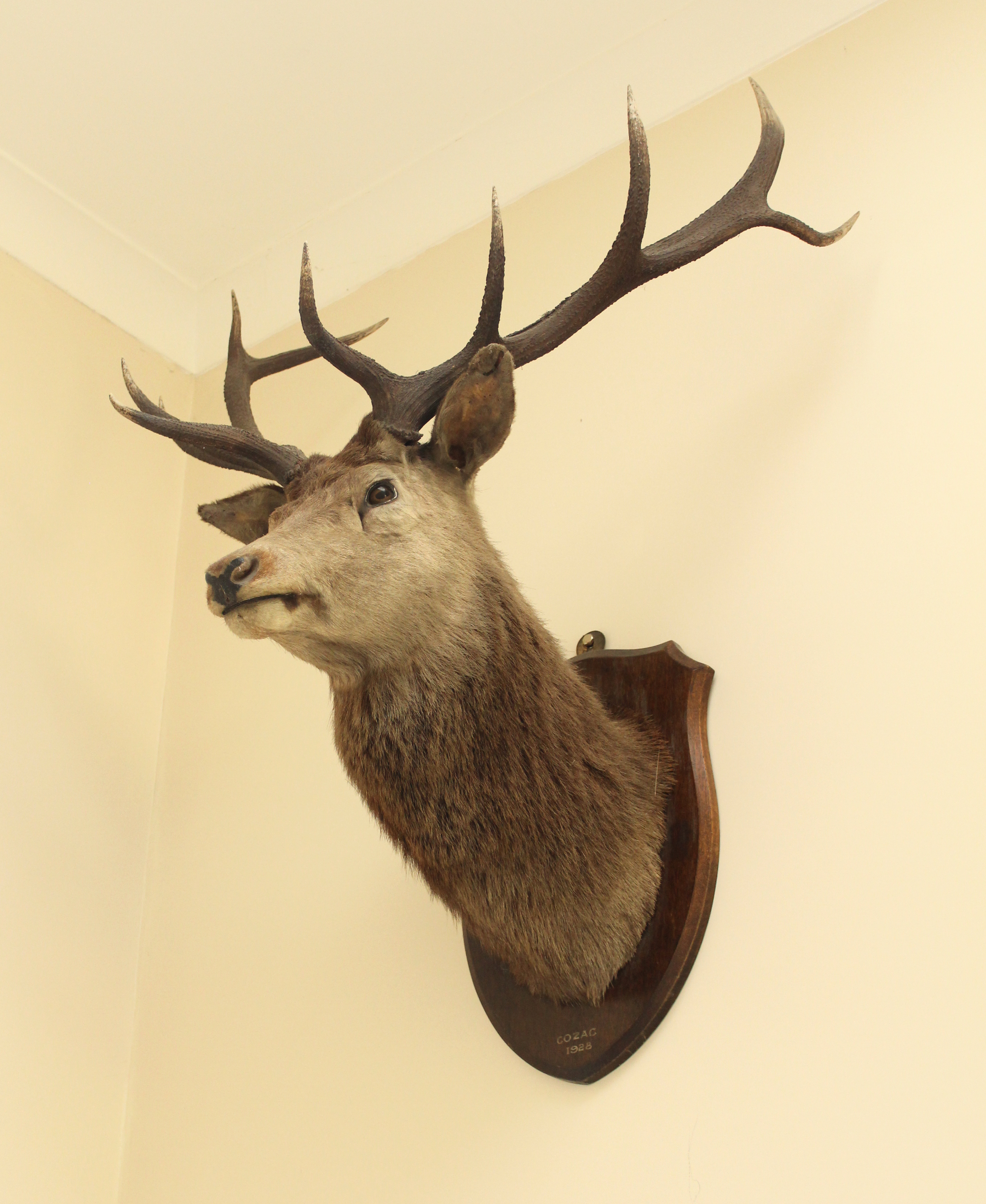 Cervus elaphus, Red deer stag, full neck mount on an oak shield, inscribed `Cozag 1928`, 80cm span