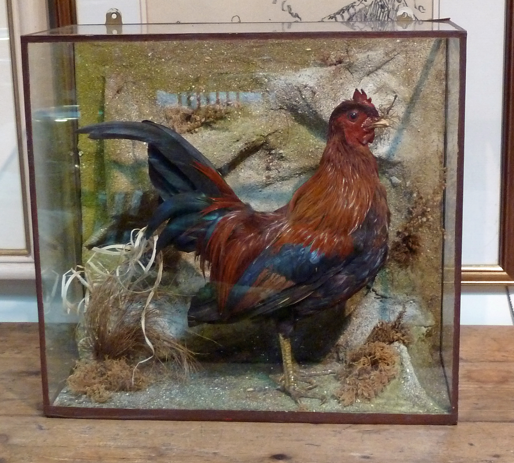 A taxidermy display of a bantam cock, 37.5cm (14.75") wide