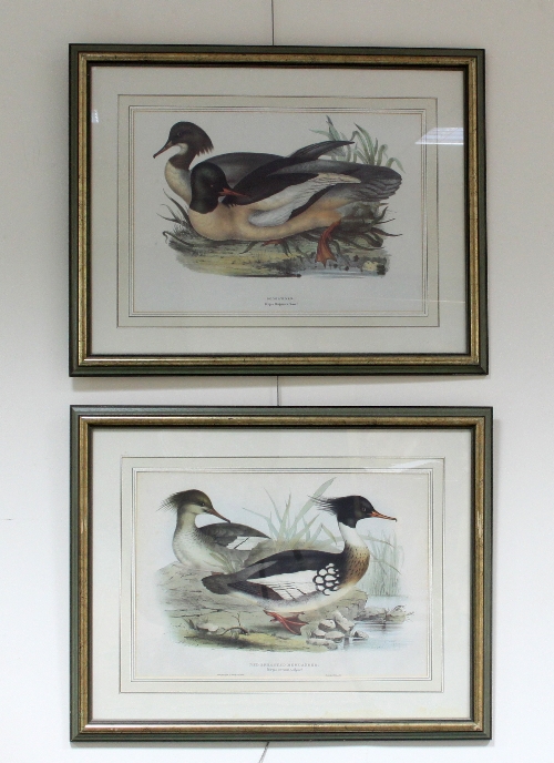 J & E Gould/Red Breasted Merganser/Goosander/two prints, 35.5cm x 66cm (14" x 26")
