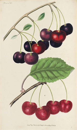 BROOKSHAW, George (1751-1823). The Horticultural Repository. London: Sherwood, Jones and Co., [