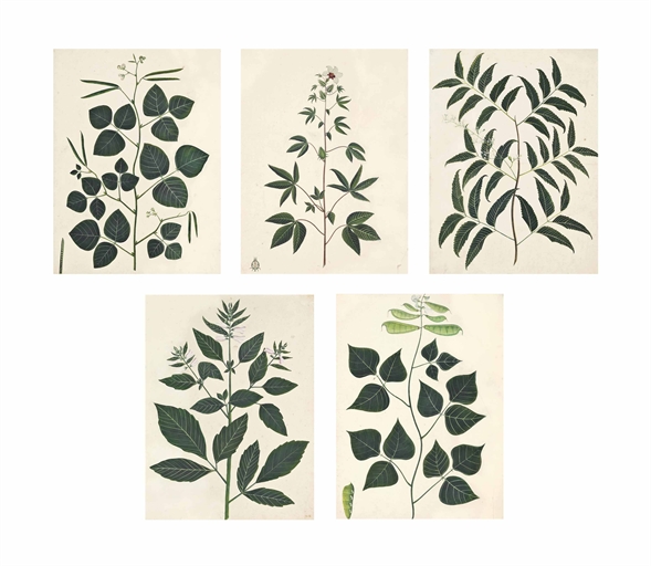 FIVE COMPANY SCHOOL STUDIES OF INDIAN PLANTS
NORTH INDIA, EARLY 19TH CENTURY
Watercolour on paper,