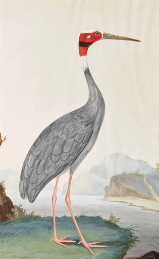 AN INDIAN SARUS CRANE (GRUS ANTIGONE)
PROBABLY LUCKNOW, NORTH INDIA, SECOND HALF 19TH CENTURY