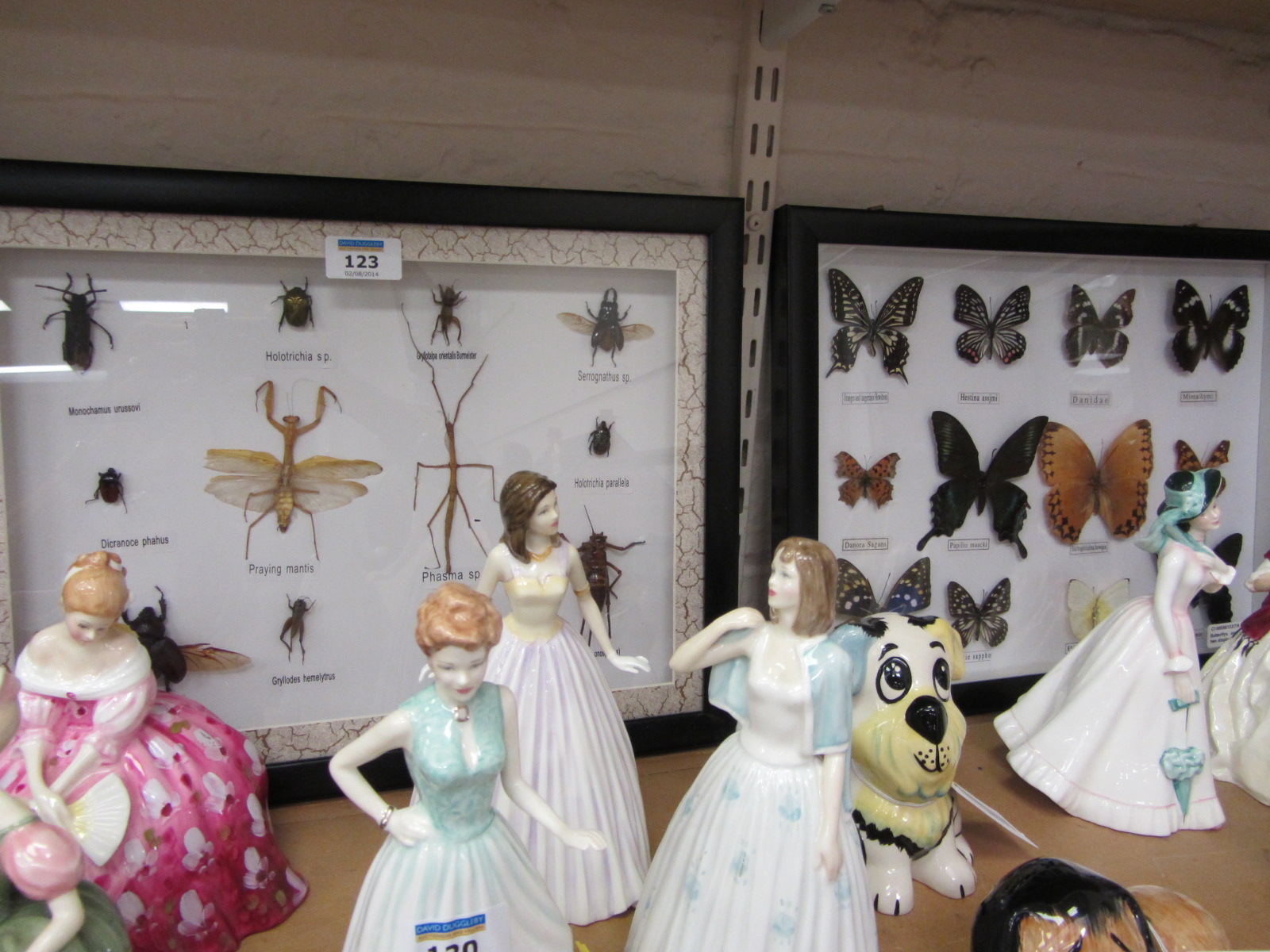 Butterflies and Insects in two display cases