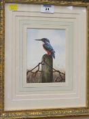 'Kingfisher' watercolour by David M. Hinchcliffe initialled and dated '90