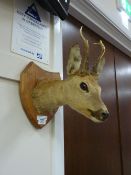 Taxidermy - Roe deer head