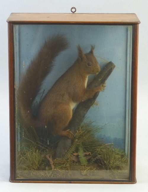 A late 19th/early 20th Century red squirrel, stuffed and mounted within a glazed pitch pine