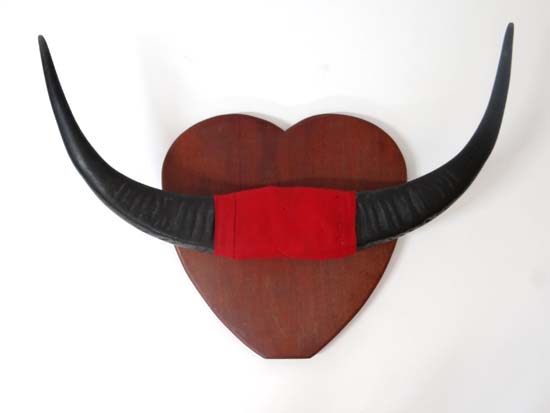 Taxidermy : a pair of Cape Buffalo horns mounted on a Heart shaped Mahogany shield .34 1/2" wide