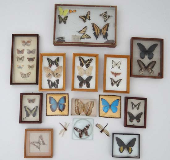 Taxidermy : a large collection of assorted butterflies to include The Small Striped Swordtail (