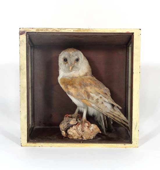 Taxidermy : a cased Barn Owl standing on a branch , 17 x 12 1/2"   CONDITION:  Please Note -  we