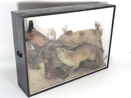 Taxidermy : ' C Burniston(?) Bird and Animal Preserver , Stockton on Tees ' , a cased Fox and Cock