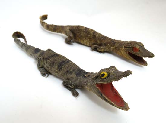 Taxidermy : a pair of small crocodiles / alligators , the largest 11 1/4" long   CONDITION: