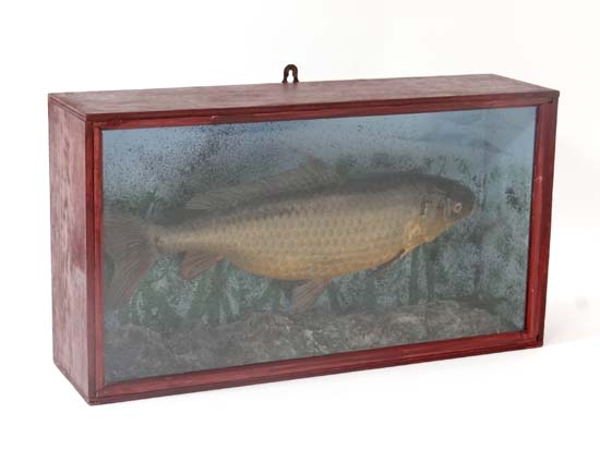 Taxidermy : a square cased Common Carp in a painted naturalistic setting,  13 x 23 3/4"