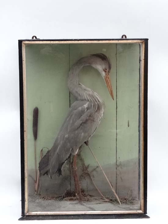 Taxidermy : a cased Heron standing in a naturalist setting, having a gilt slip to front, 31 1/2 x