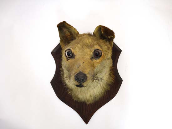 Taxidermy : a Victorian Fox Mask on a mahogany stained oak shield, 13" high   CONDITION:  Please