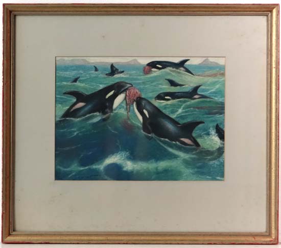 Louis Augustus Sargent (1881-1965)
Pastels
Orcas  ( Killer Whales ) playing with seaweed  
Signed