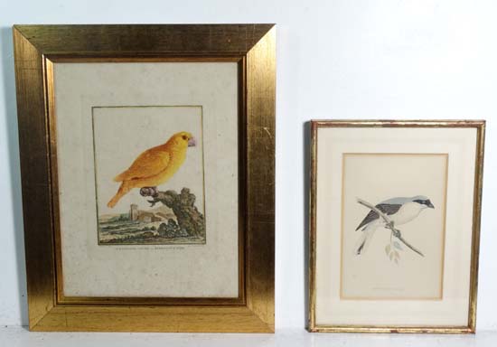 Ornithology
Two hand coloured and framed birds engravings
' L'Amazone Jaune ou Perroquet d'