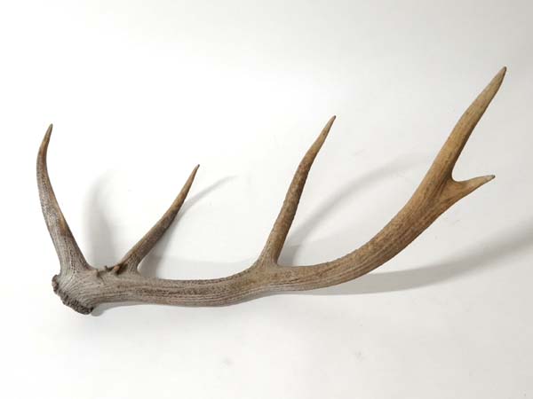 Taxidermy : A large single 5 point antler, possibly Elk, approximately 40" long

Please Note -