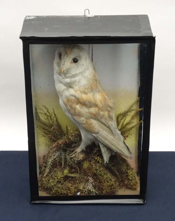 Taxidermy : A late 19thC cased mount of a Barn Owl in native setting, 19" x 12"

Please Note -