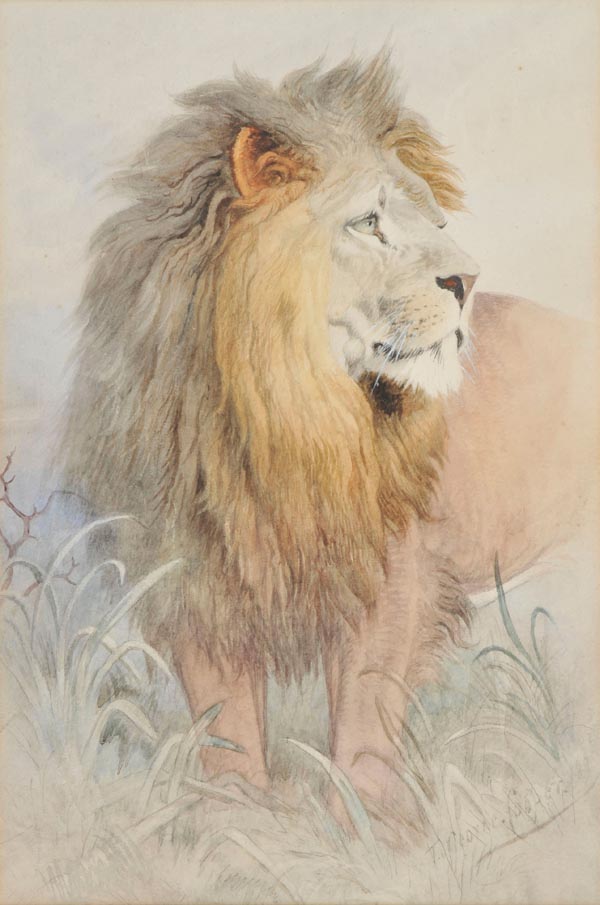 *Cooper (Thomas George, 1836-1901). Lion in the grass, watercolour, signed lower right, 41 x 27.