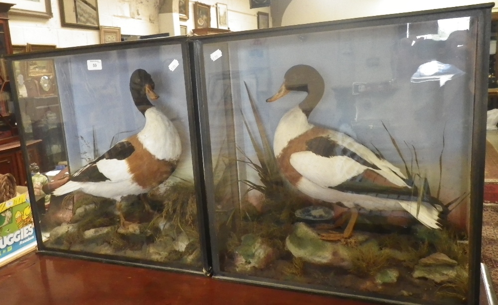 Taxidermy: A study of a duck in a glazed case and its companion (2)