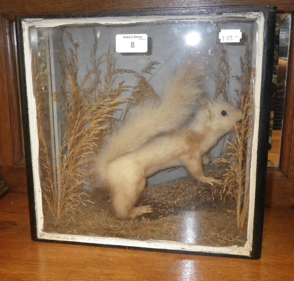 A taxidermy study of a squirrel in a glazed case.