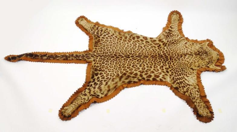 Taxidermy interest mounted leopard skin for The Army and Navy CS Ltd 8 Department, 105 Victoria