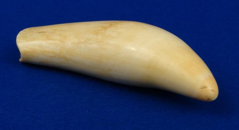 Antique uncarved whale`s tooth, 17cm in length : For condition reports, please visit www.