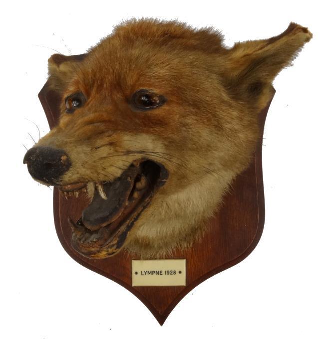 Stuffed taxidermy fox`s head mounted onto an oak shield back, bearing label `Lympne 1928`, 28cm