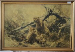 After David Sheppard. A framed print of Cheetahs being signed to the corner. 47cms x 73cms