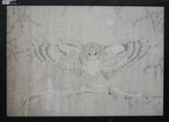 A large pencil sketch of an owl being framed and glazed and signed to the corner. 59cms x 83cms