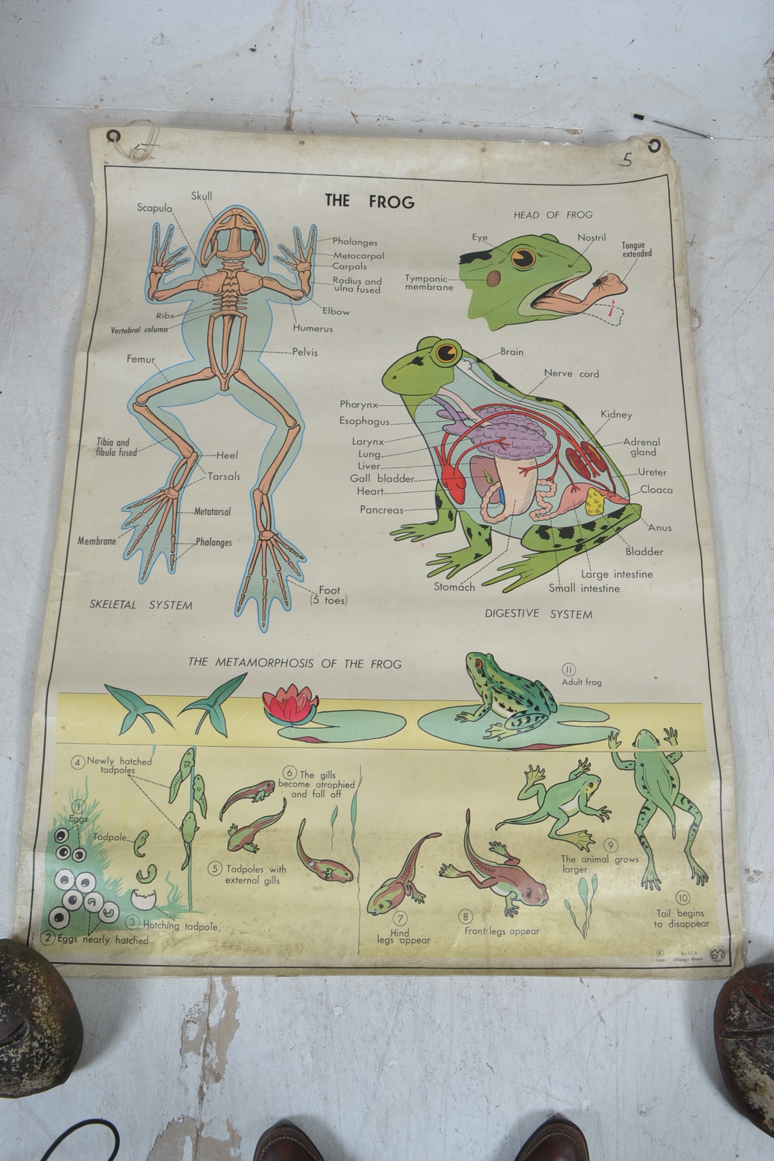 A 1960's school pull down / roll up poster of the anatomy of a frog with fishes to verso