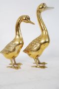 A pair of graduating brass Geese the tallest being 36cms
