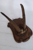 A French taxidermy wall mounted rams head horns set on walnut armorial shield