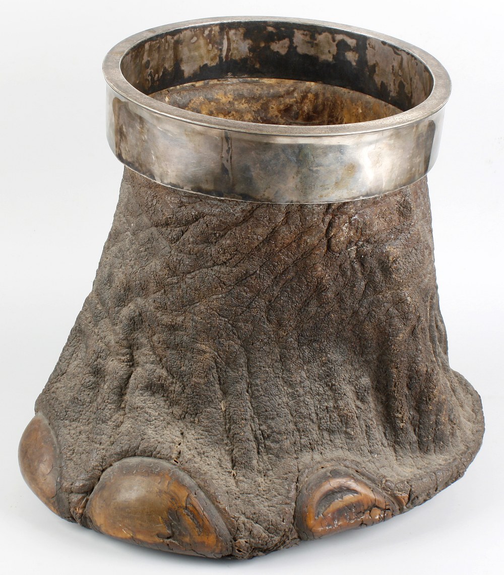 An elephant`s foot waste bin with silver-plated rim, 10.5"" (26.5cm) diameter x 15.5"" (39.5cm)