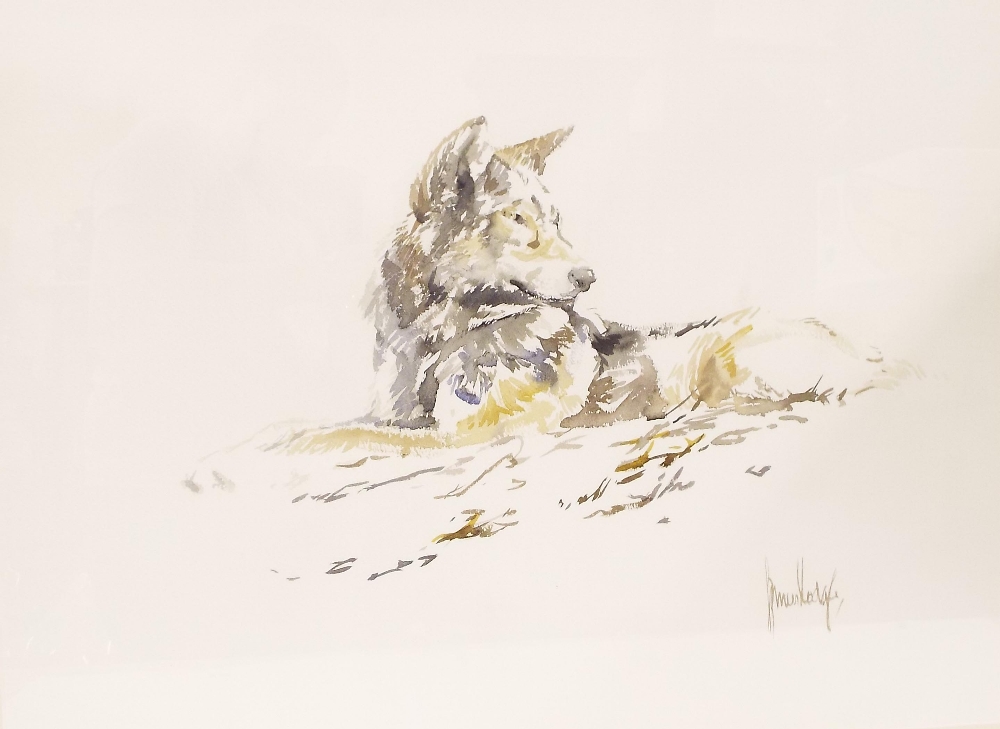•By Spencer Hodge (born 1943) - study of a wolf, signed, watercolour, 21" x 28", framed - Image 2 of 2