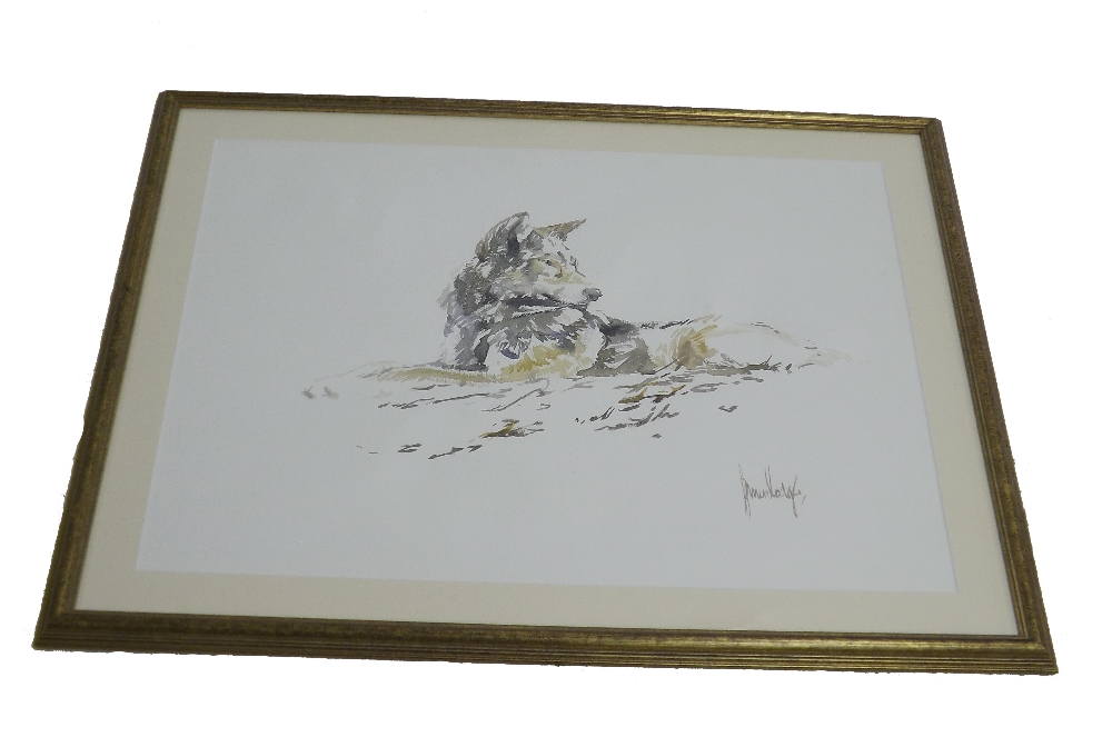 •By Spencer Hodge (born 1943) - study of a wolf, signed, watercolour, 21" x 28", framed