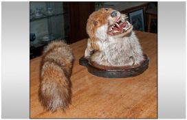 Taxidermy. A Mounted Fox Head on Plaque.