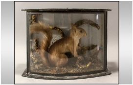 A Victorian Cased Red Squirrel In A Scenic Back Ground Of Vegetation, with a bowed glass front.