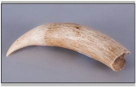 Late 19th Early 20thC Unworked Sperm Whale Tooth, Length 6 Inches