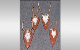 Four Mounted Small Deer Heads with antlers. On wooden trophy plaques.