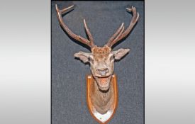 A Stuffed & Mounted Deers Head with antlers, plaque engraving reads `Creag Dhubh Isle Of Mulli S.
