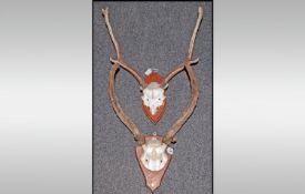 Two Mounted Stag Horns with wooden trophy plaques.