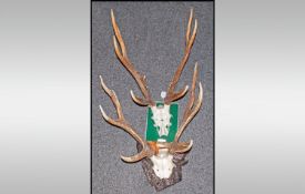 Two Mounted Deer Heads With Antlers engraved plaques `Pinewoods`