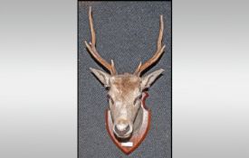 Small Deers Head Mounted With Antlers, engraved plaque reads `Silverdale`