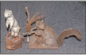 Mounted Squirrel Together With Mounted Stoat, on base.